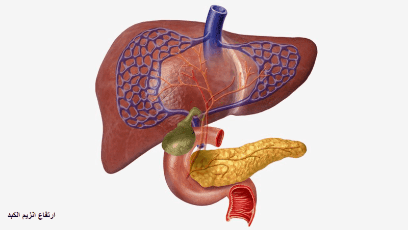اسباب ارتفاع انزيمات الكبد - Causes of elevated liver enzymes