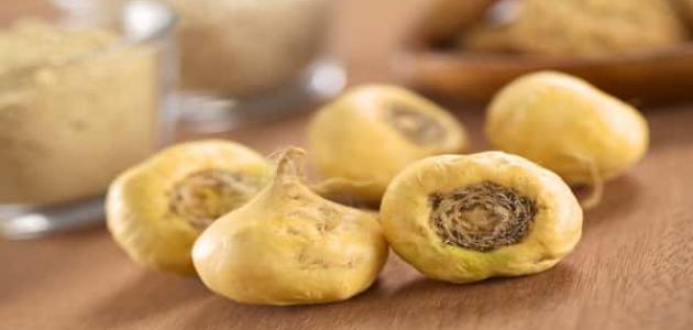 فوائد عشبة الماكا