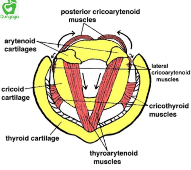 ما هو الشق الحنجري و كيف يتم تشخيص الحالة؟