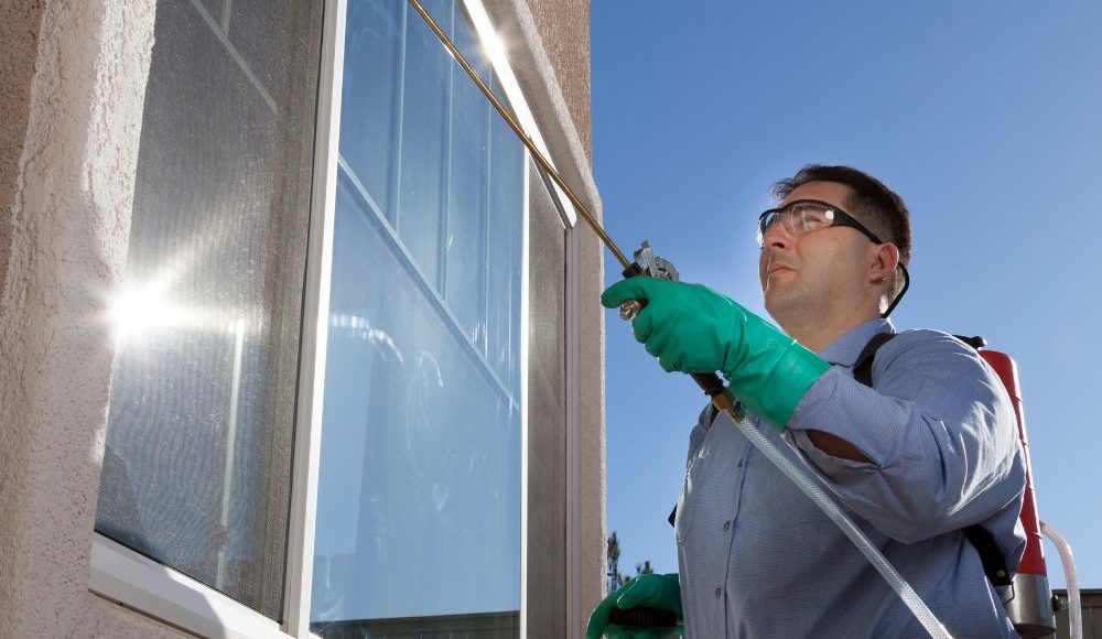 شركات مكافحة الحشرات في الشارقة