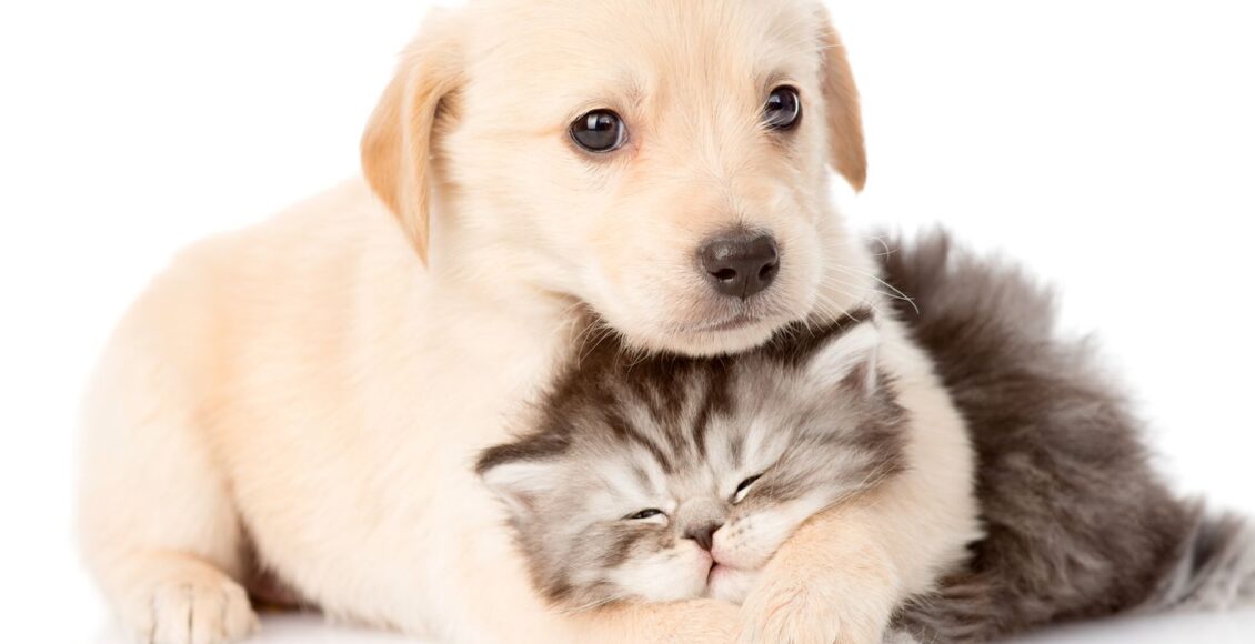 تسوق مستلزمات الحيوانات اون لاين