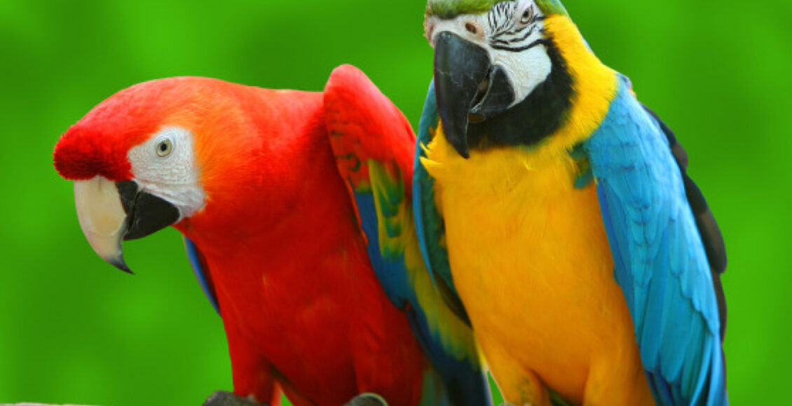 منتجات الحيوانات الاليفة