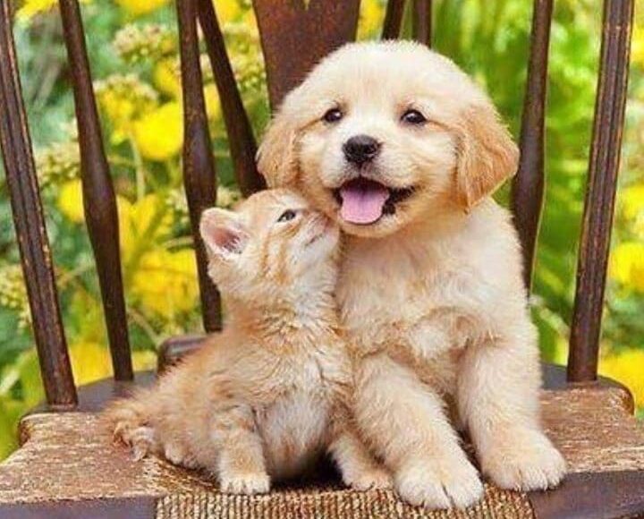 متجر مستلزمات حيوانات